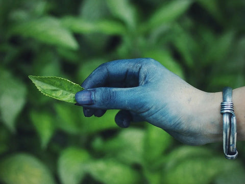 Hand hält Indigoblätter für die Herstellung eines Naturfarbstoffs